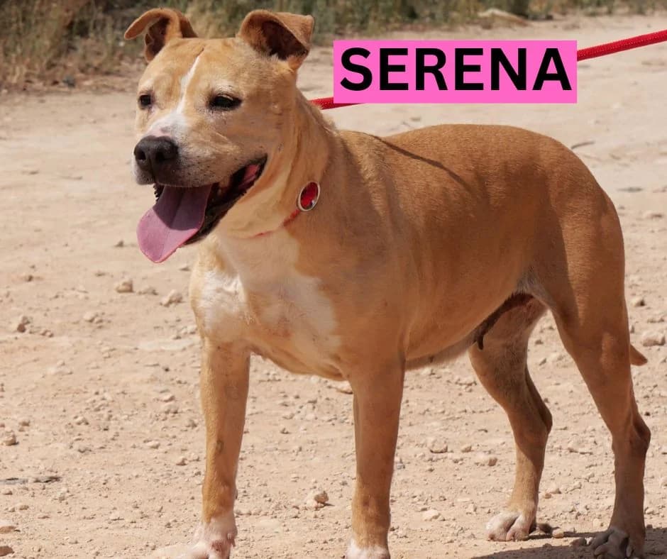 Serena – SBT, female Mixed Breed for adoption at Dog Watch UK