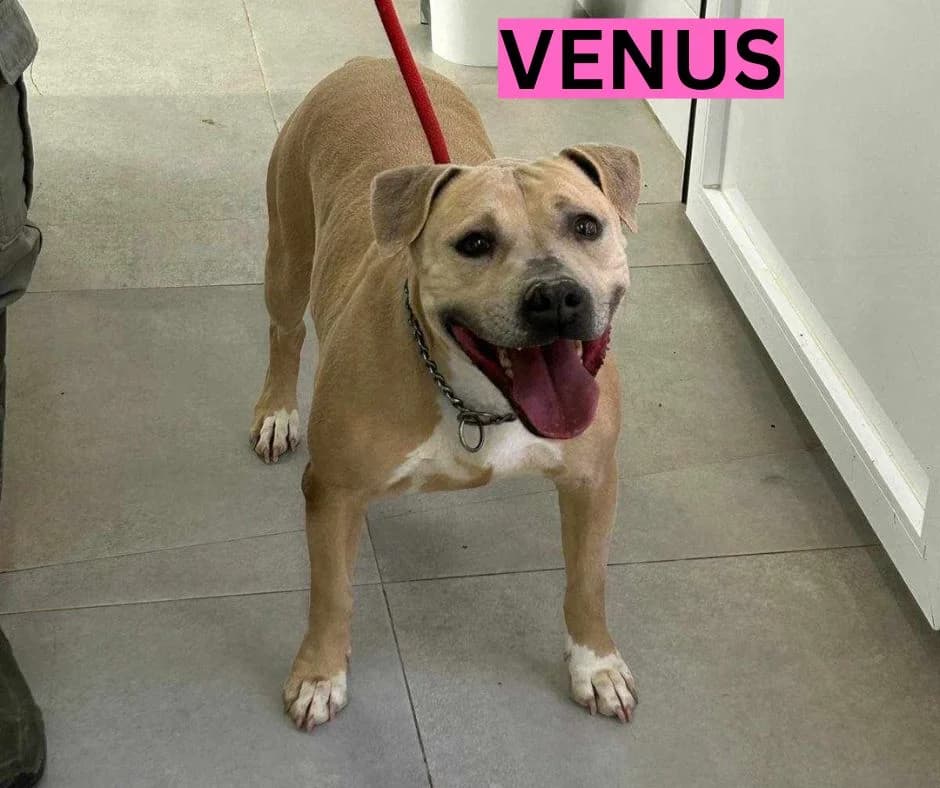 Venus – SBT, female Mixed Breed for adoption at Dog Watch UK
