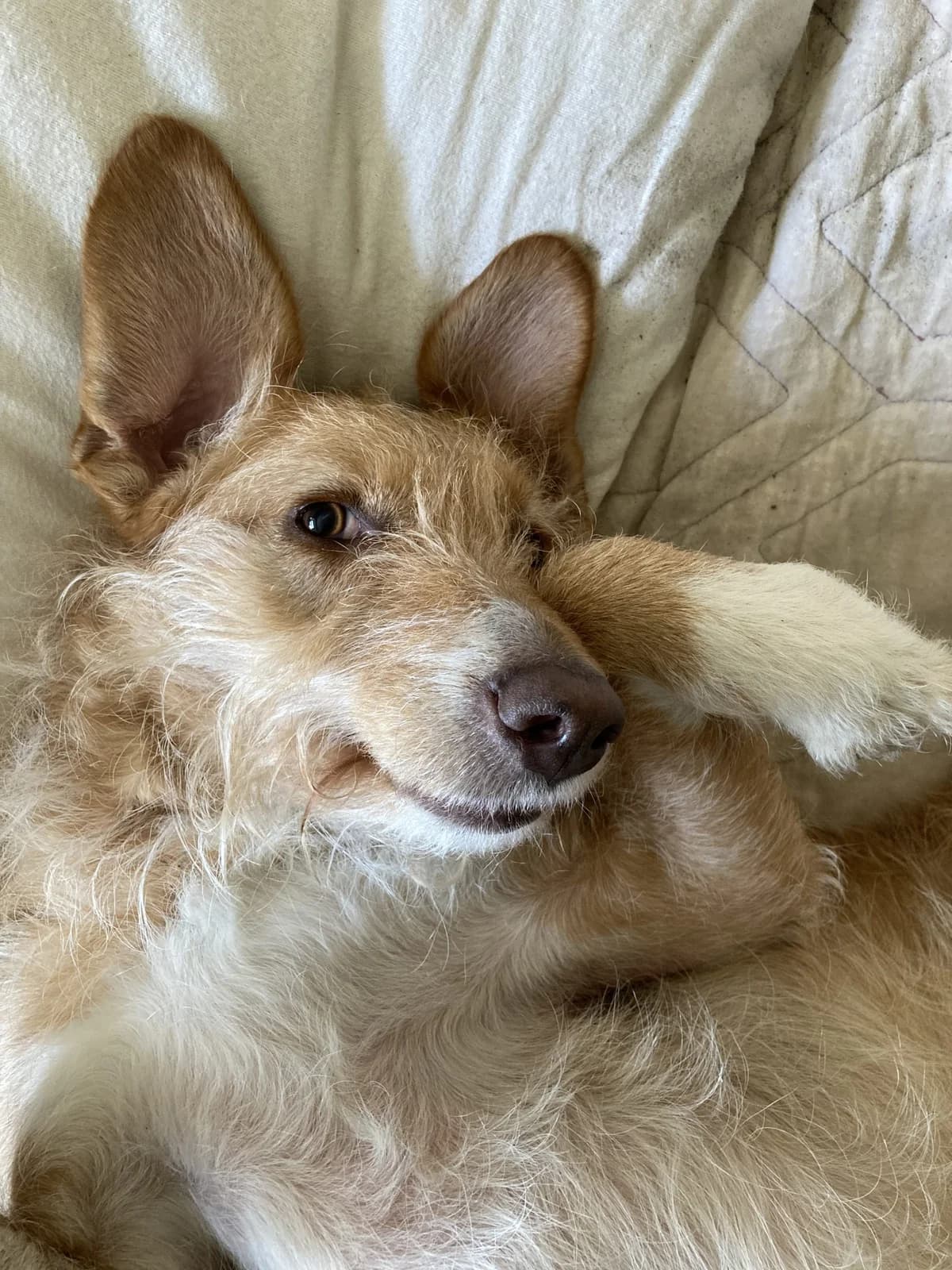 Nea – Podenco, female Mixed Breed for adoption at Dog Watch UK