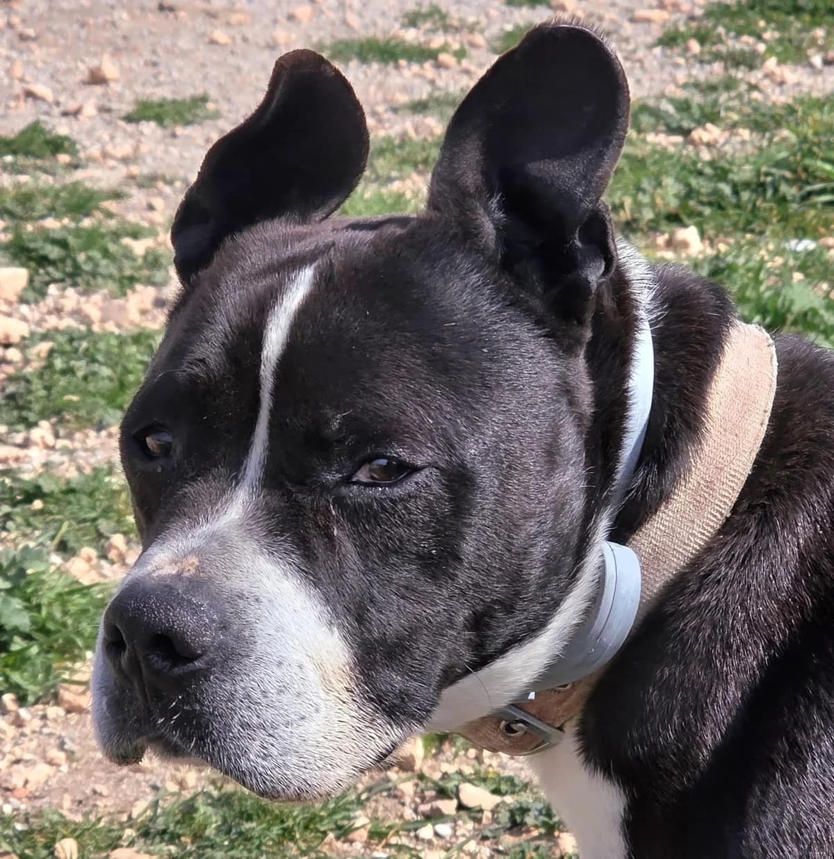 George – SBT, male young Mixed Breed for adoption at Dog Watch UK