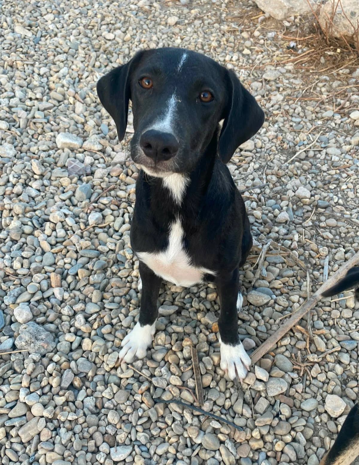 Zoey – Mixed Breed Puppy, female puppy Mixed Breed for adoption at Dog Watch UK