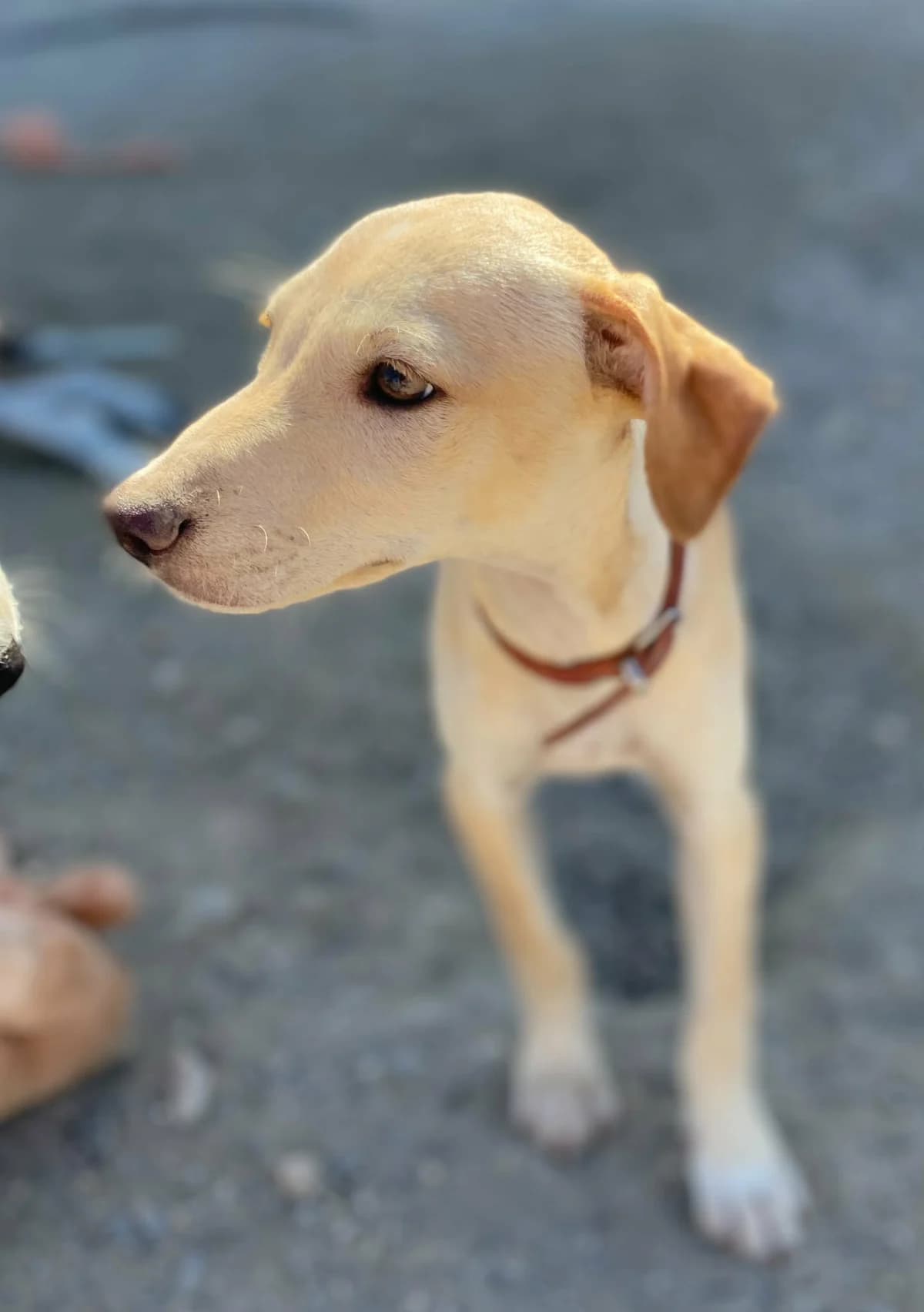 Jasper – Podenco Mix Puppy, male puppy Mixed Breed for adoption at Dog Watch UK
