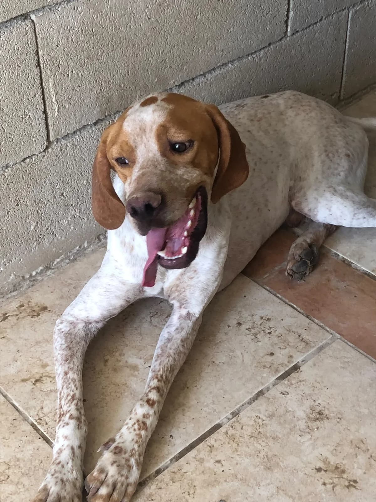Grady – English Pointer, male young Mixed Breed for adoption at Dog Watch UK