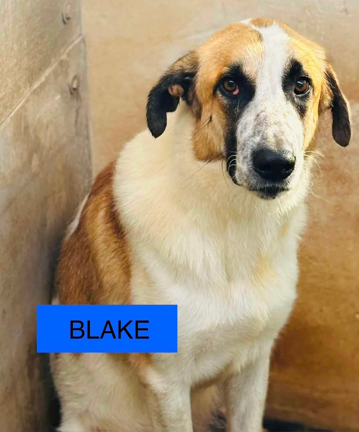 Blake – Mastin Mix, male Mixed Breed for adoption at Dog Watch UK
