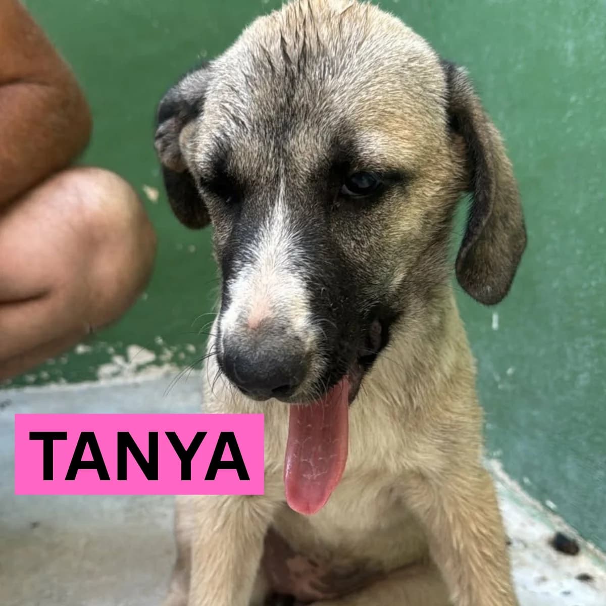 Tanya – Mastin Mix Puppy, female puppy Mixed Breed for adoption at Dog Watch UK