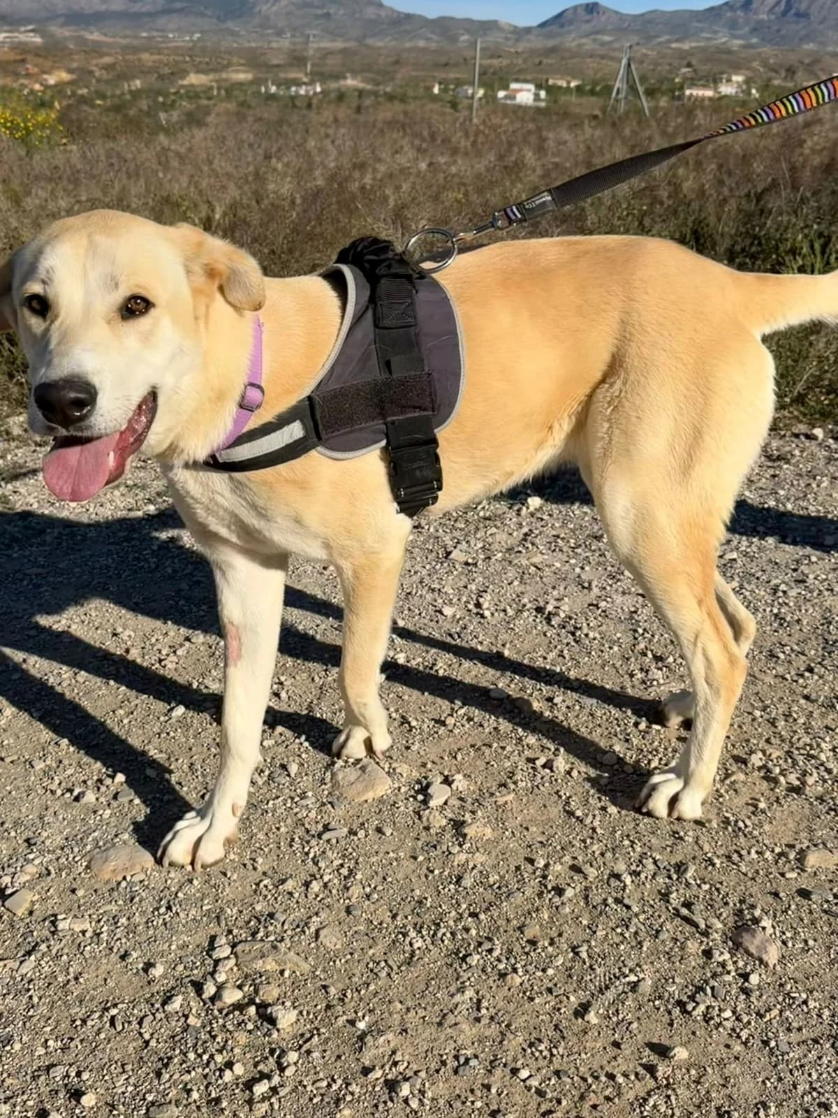 Hera – Labrador Mix, female Mixed Breed for adoption at Dog Watch UK