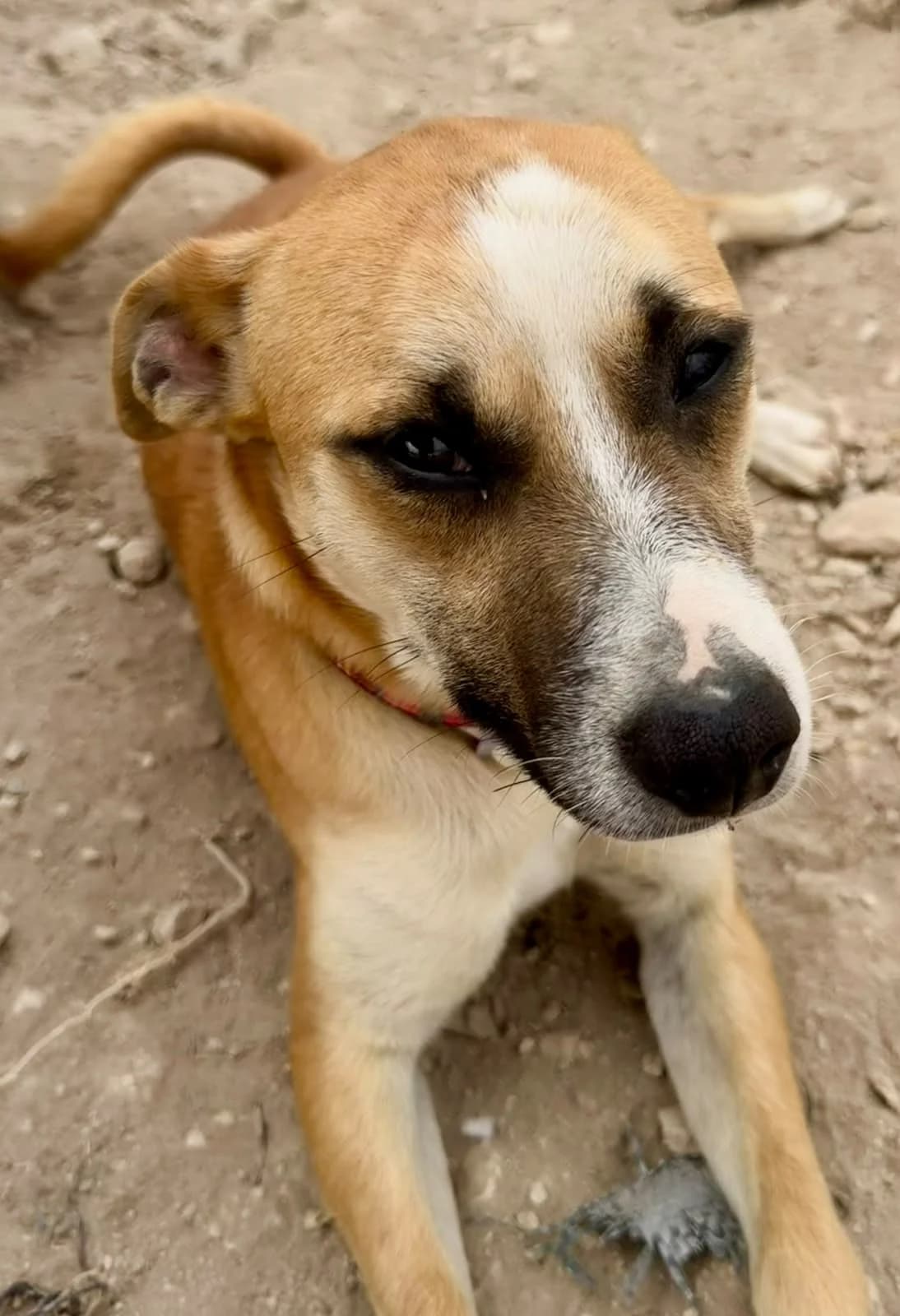 Levi – Podenco Mix Puppy, male Mixed Breed for adoption at Dog Watch UK