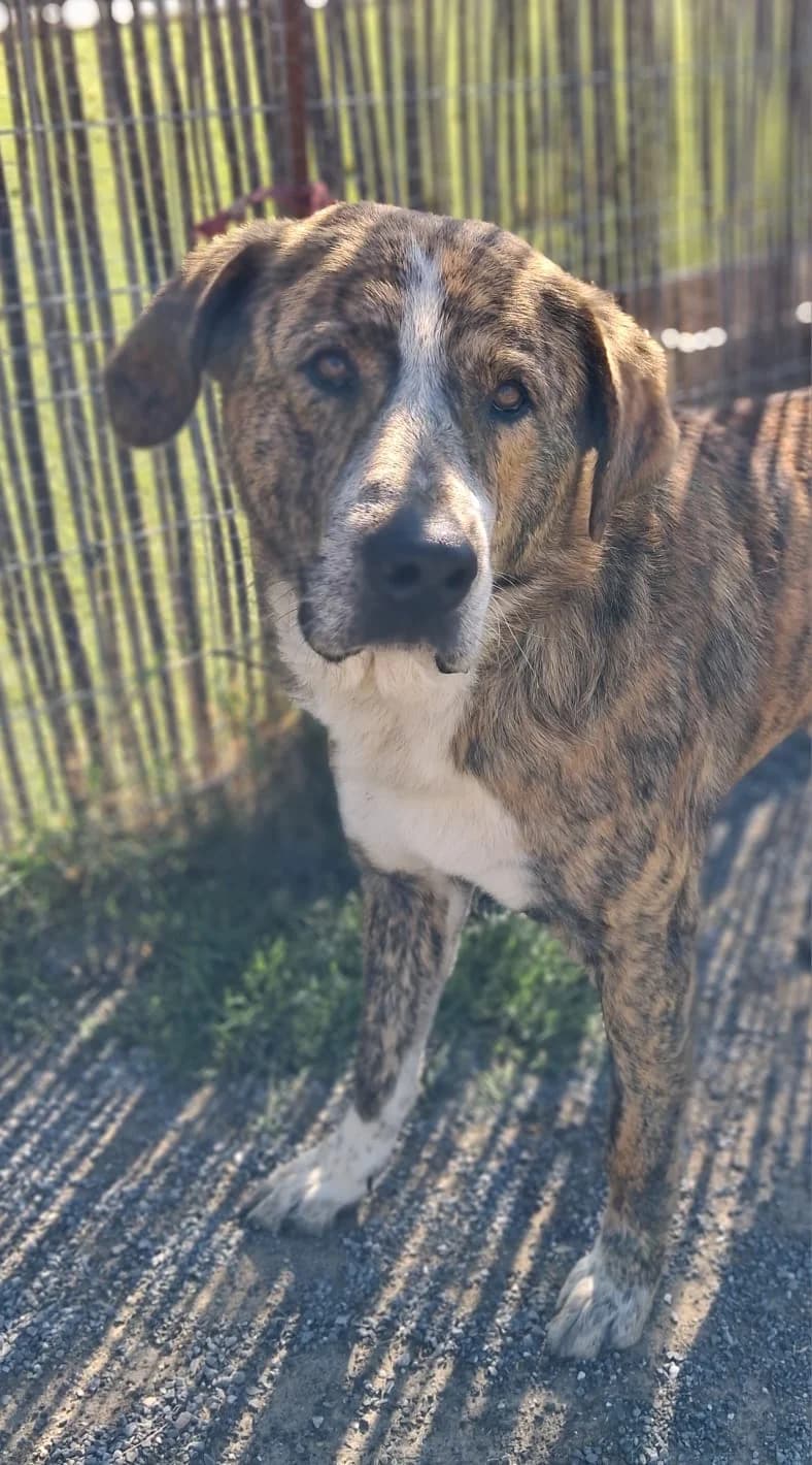 Leo – Mastin, male 3yo Mixed Breed for adoption at Dog Watch UK