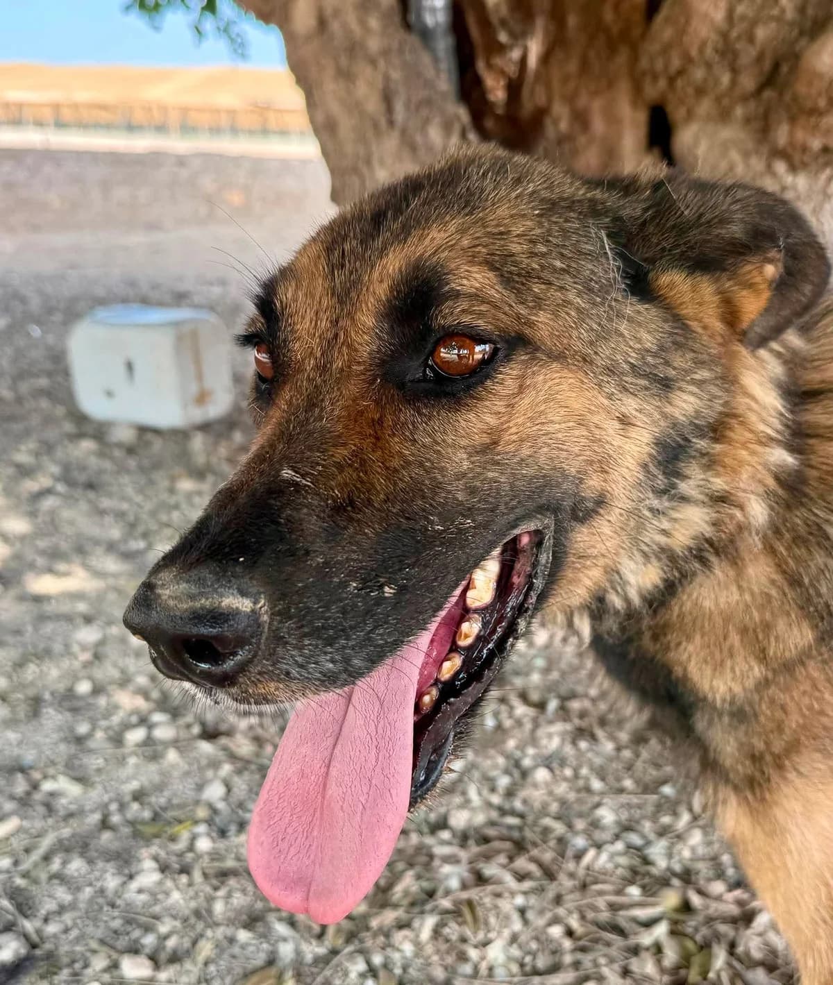 Milly – GSD Collie, female 4yo Mixed Breed for adoption at Dog Watch UK