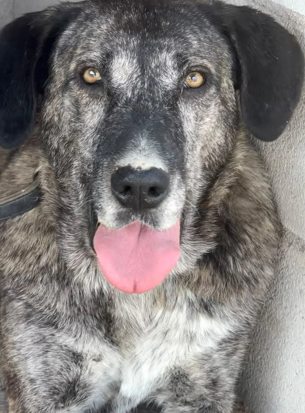 Poppy – Spanish Mastin Mix, female 6yo Mixed Breed for adoption at Dog Watch UK