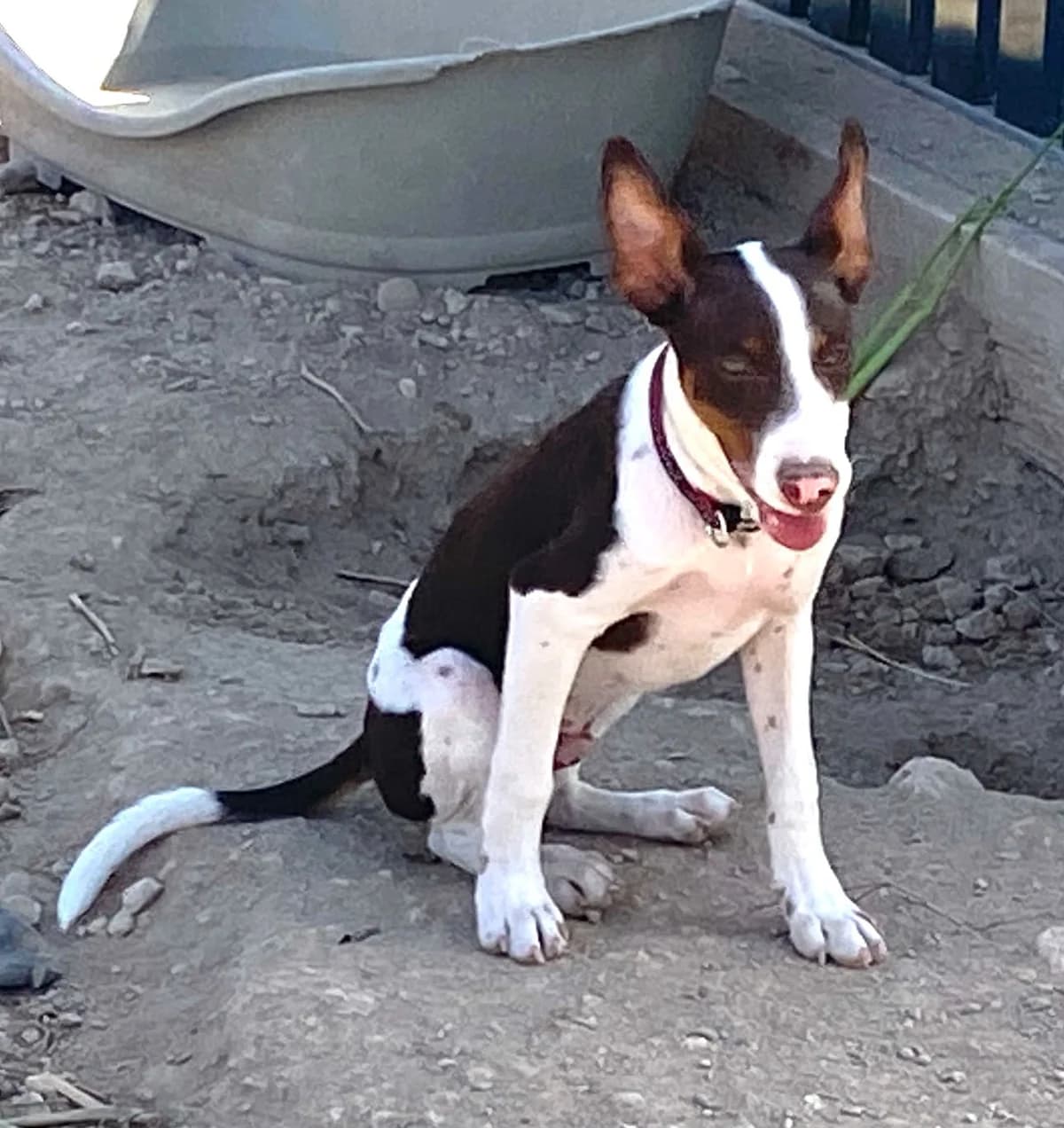 Leo – Podenco Puppy, male puppy Mixed Breed for adoption at Dog Watch UK