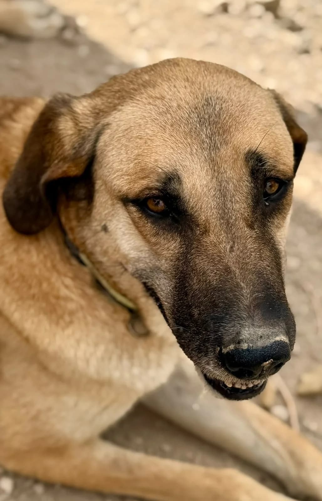 Rose – Spanish Mastin Mix, female 6yo Mixed Breed for adoption at Dog Watch UK