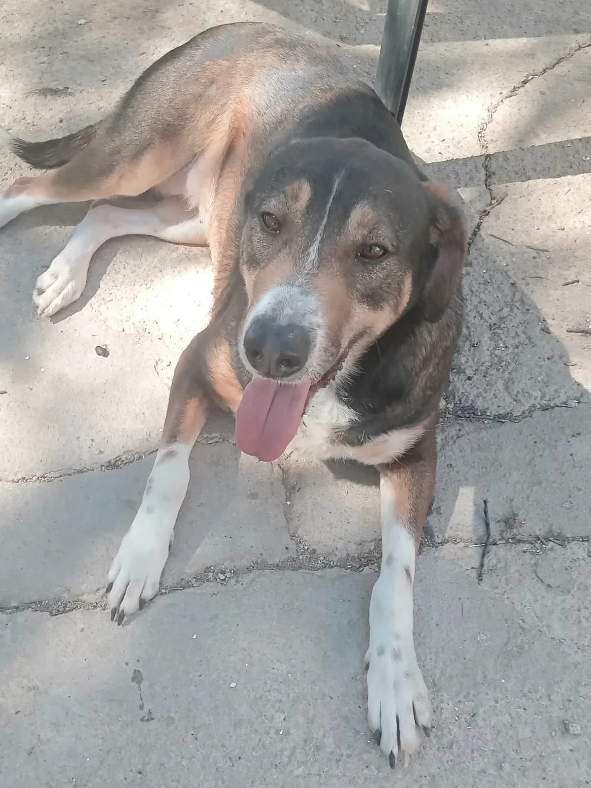 Suzy,  4yo Mixed Breed for adoption at Dog Watch UK