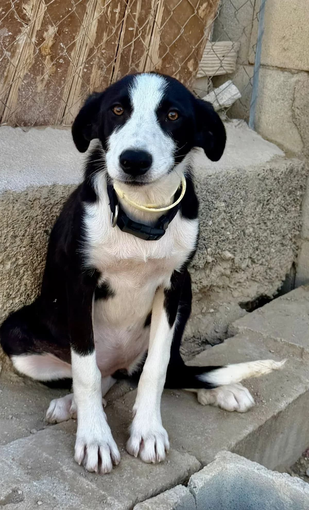 Carly,  puppy Mixed Breed for adoption at Dog Watch UK