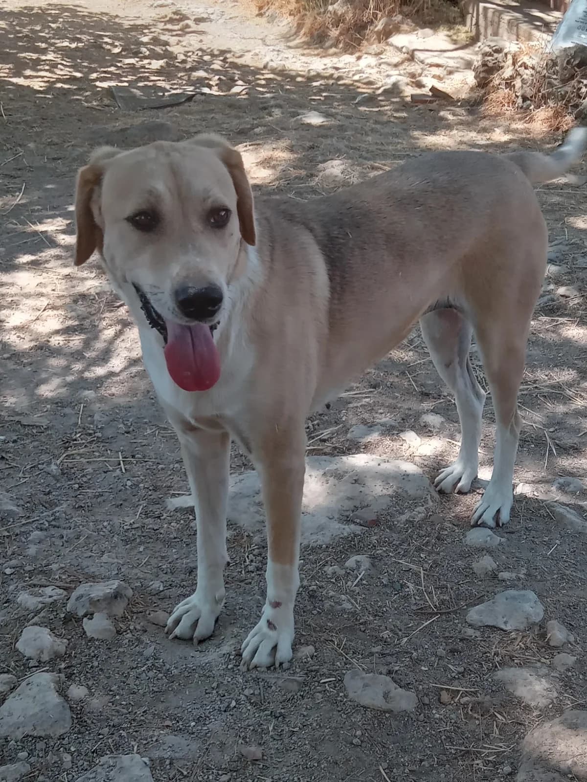 Mia, female Mixed Breed for adoption at Dog Watch UK