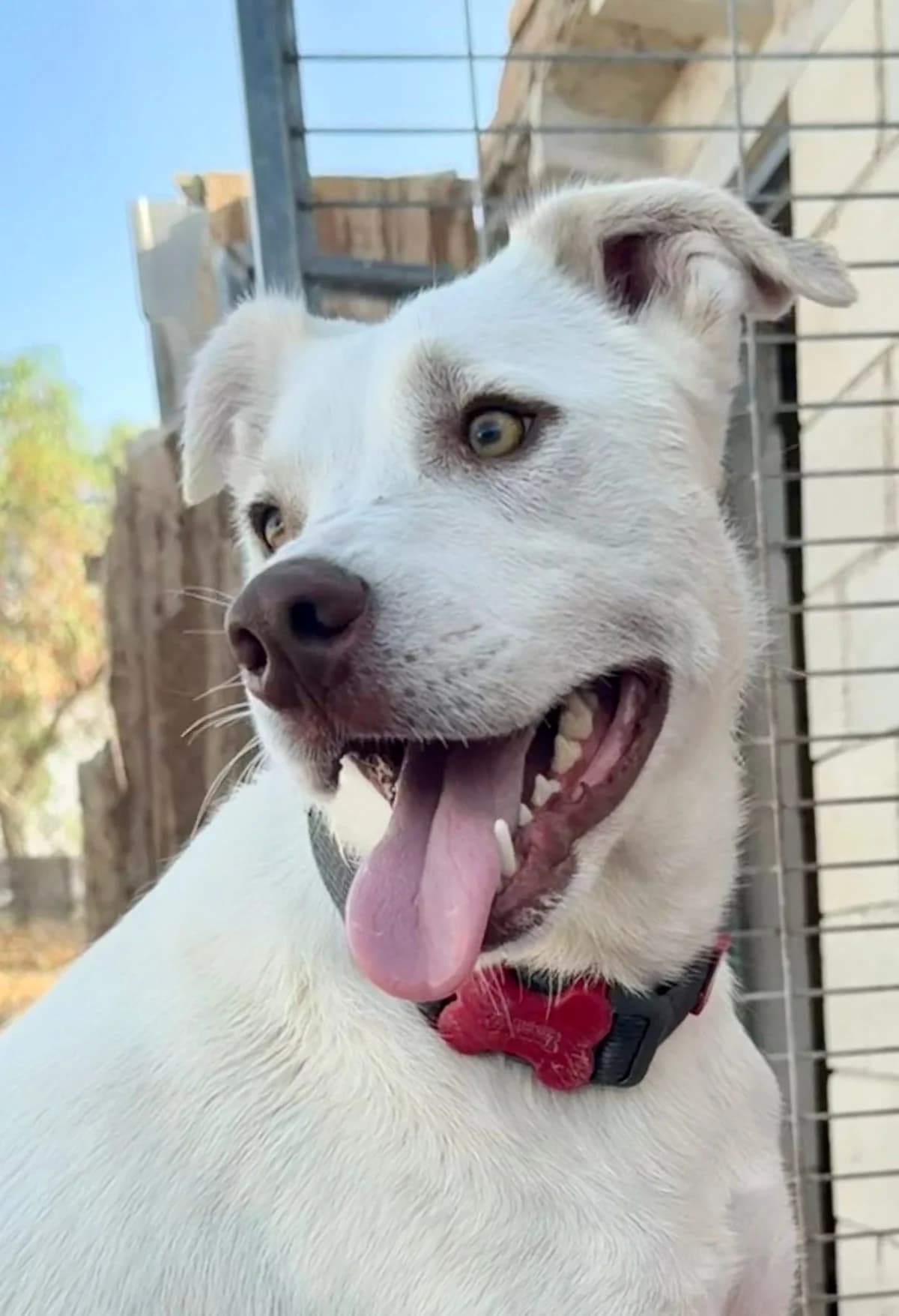 Rodney – MIxed Breed, male senior Mixed Breed for adoption at Dog Watch UK
