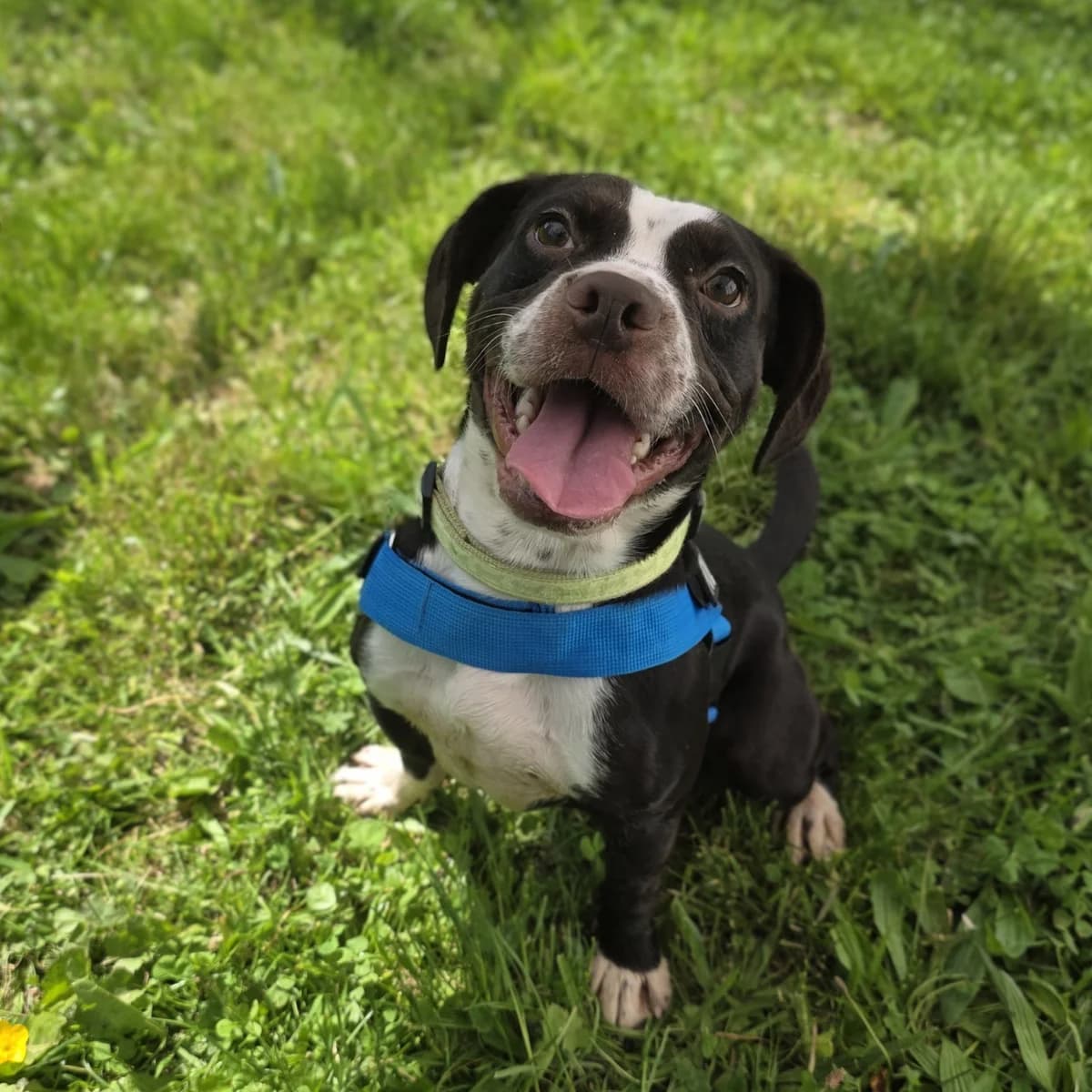 Basil, male Mixed Breed for adoption at Durham Dogs and Cats