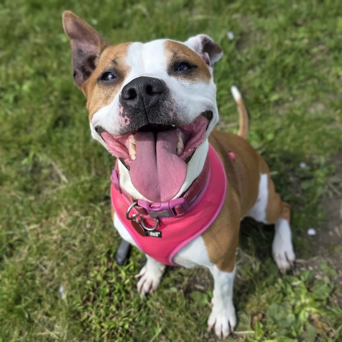Daisy, female Mixed Breed for adoption at Durham Dogs and Cats