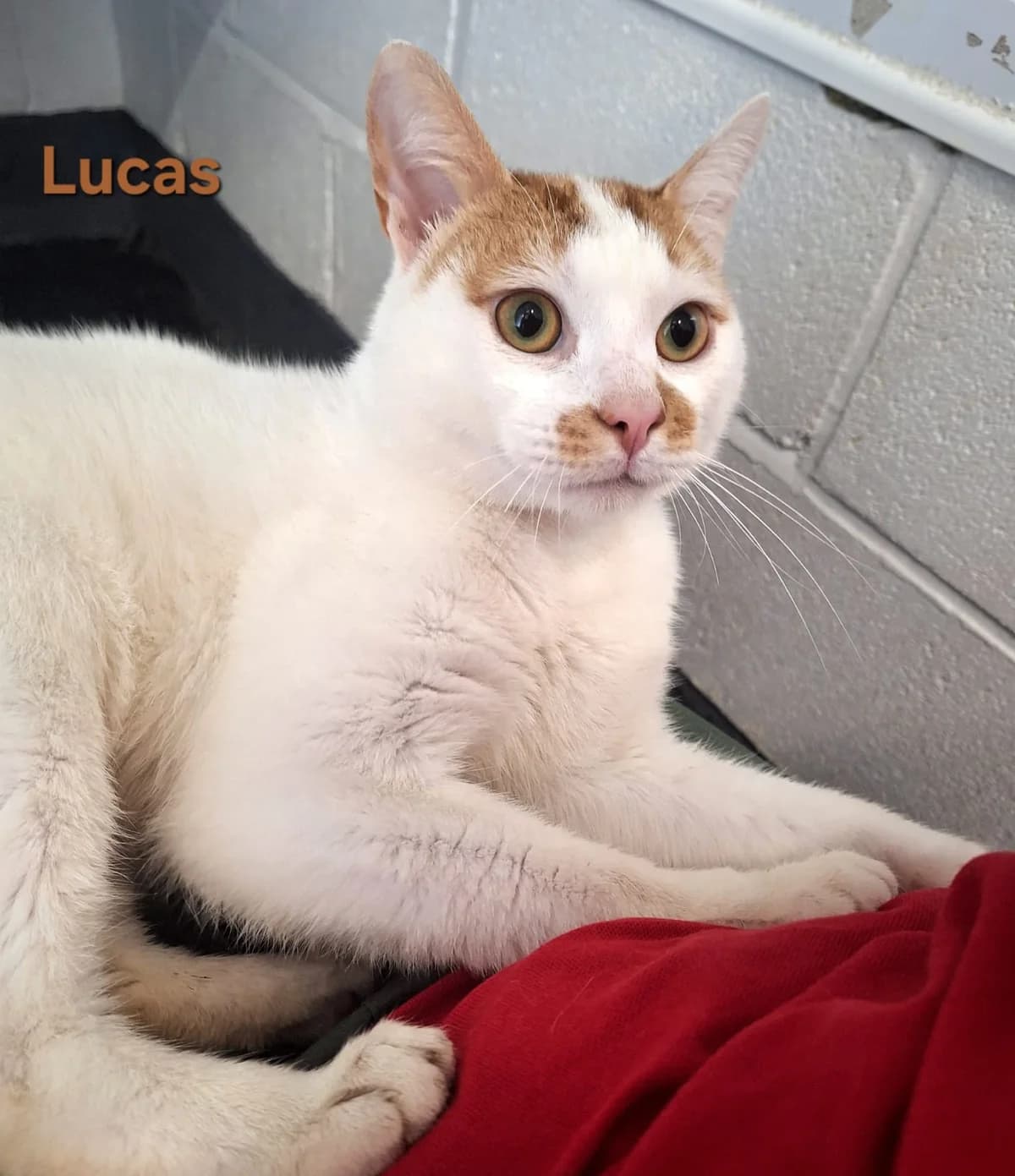 Lucas, male Mixed Breed for adoption at Durham Dogs and Cats