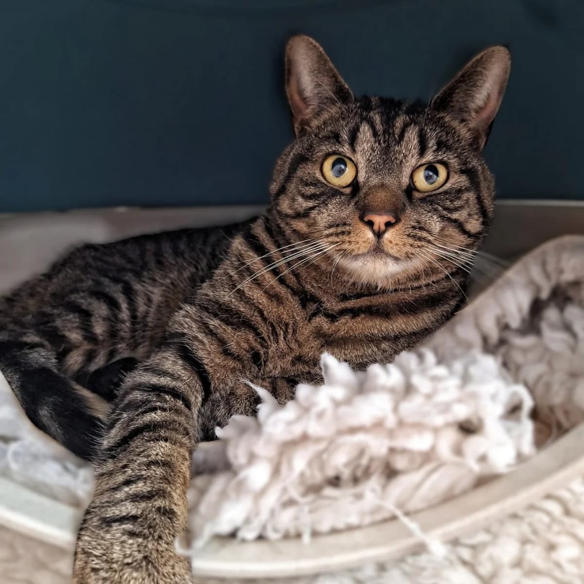 Sid, male mixed breed for adoption at Durham Dogs and Cats