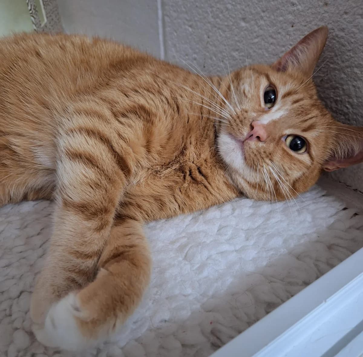 Theo, male Mixed Breed for adoption at Durham Dogs and Cats