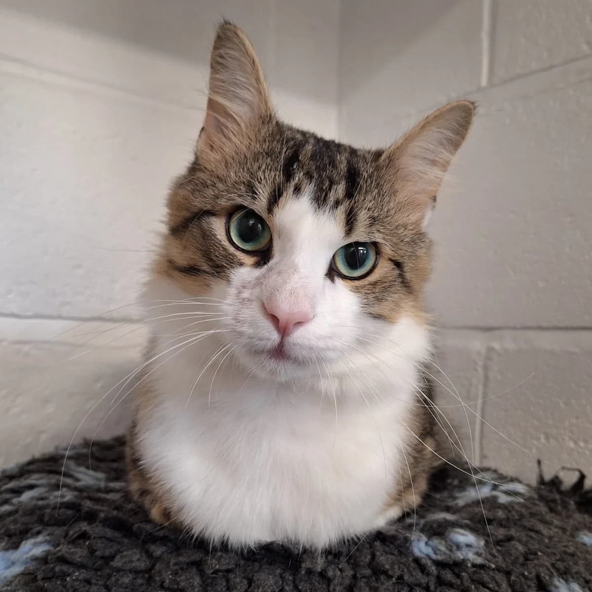 Tink, male Mixed Breed for adoption at Durham Dogs and Cats