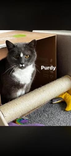 Purdy, female senior Mixed Breed for adoption at East Lancashire Cats