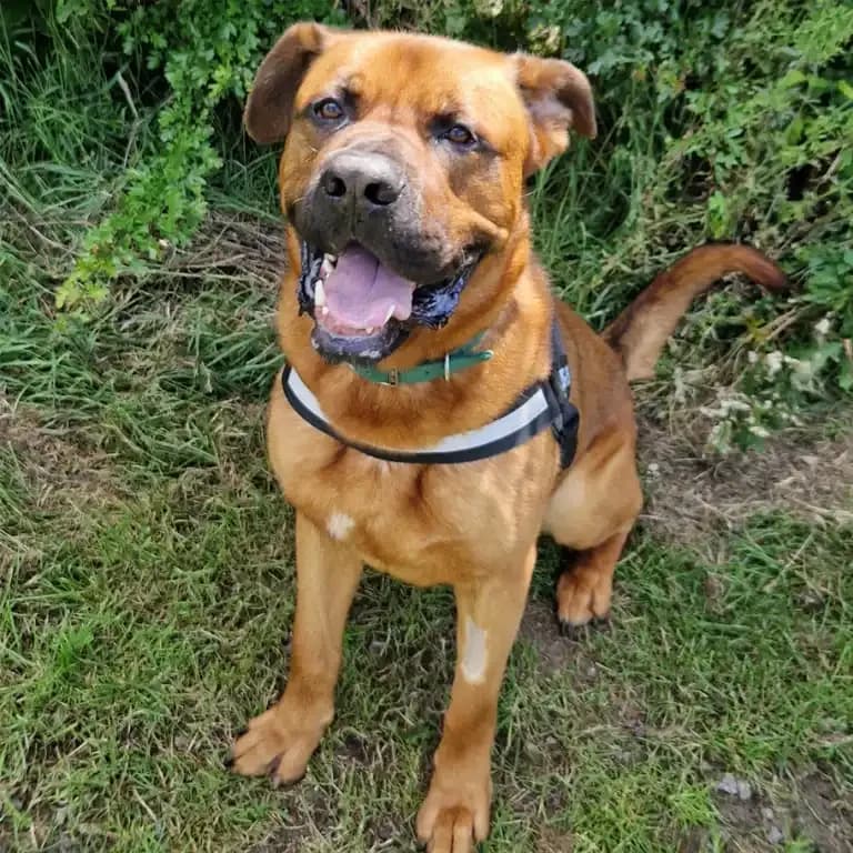Cooper, male 3yo mixed breed for adoption at Eden Animal Rescue, Temple Sowerby