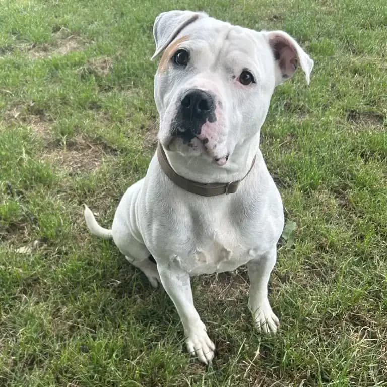 Luna, female 5yo Staffordshire Bull Terrier for adoption at Eden Animal Rescue, Temple Sowerby