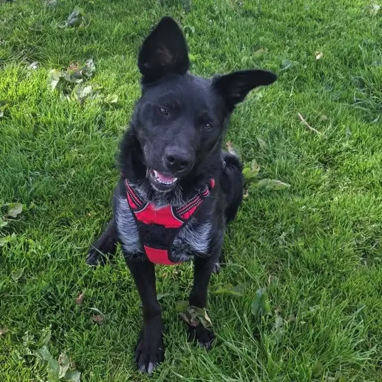 Ana, female 3yo Collie for adoption at Eden Animal Rescue, Temple Sowerby