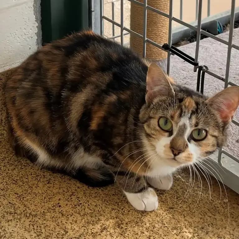 Daisy, female Mixed Breed Cat for adoption at Eden Animal Rescue, Temple Sowerby
