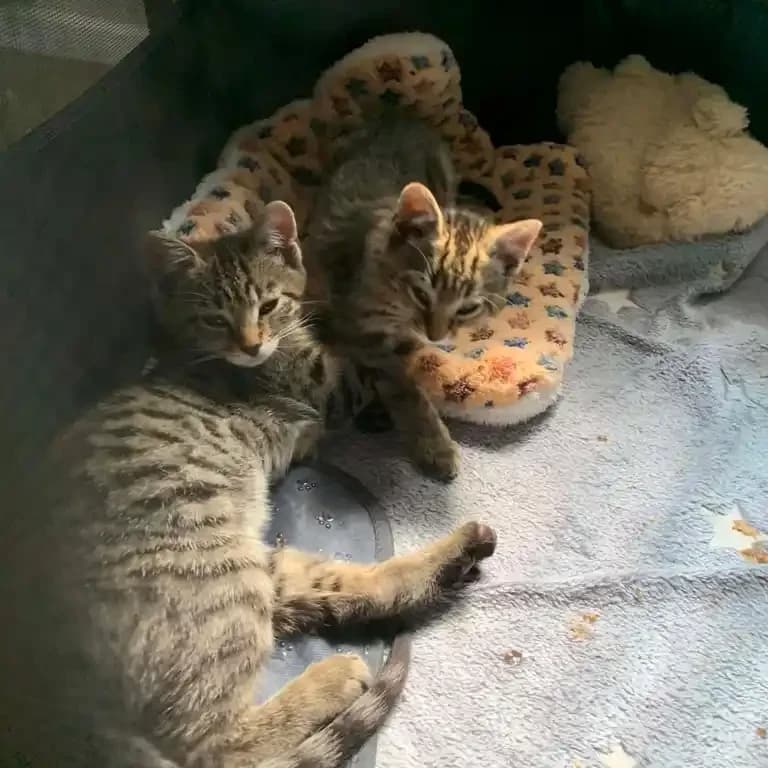 Flora Kittens, male puppy Mixed Breed Cat for adoption at Eden Animal Rescue, Temple Sowerby