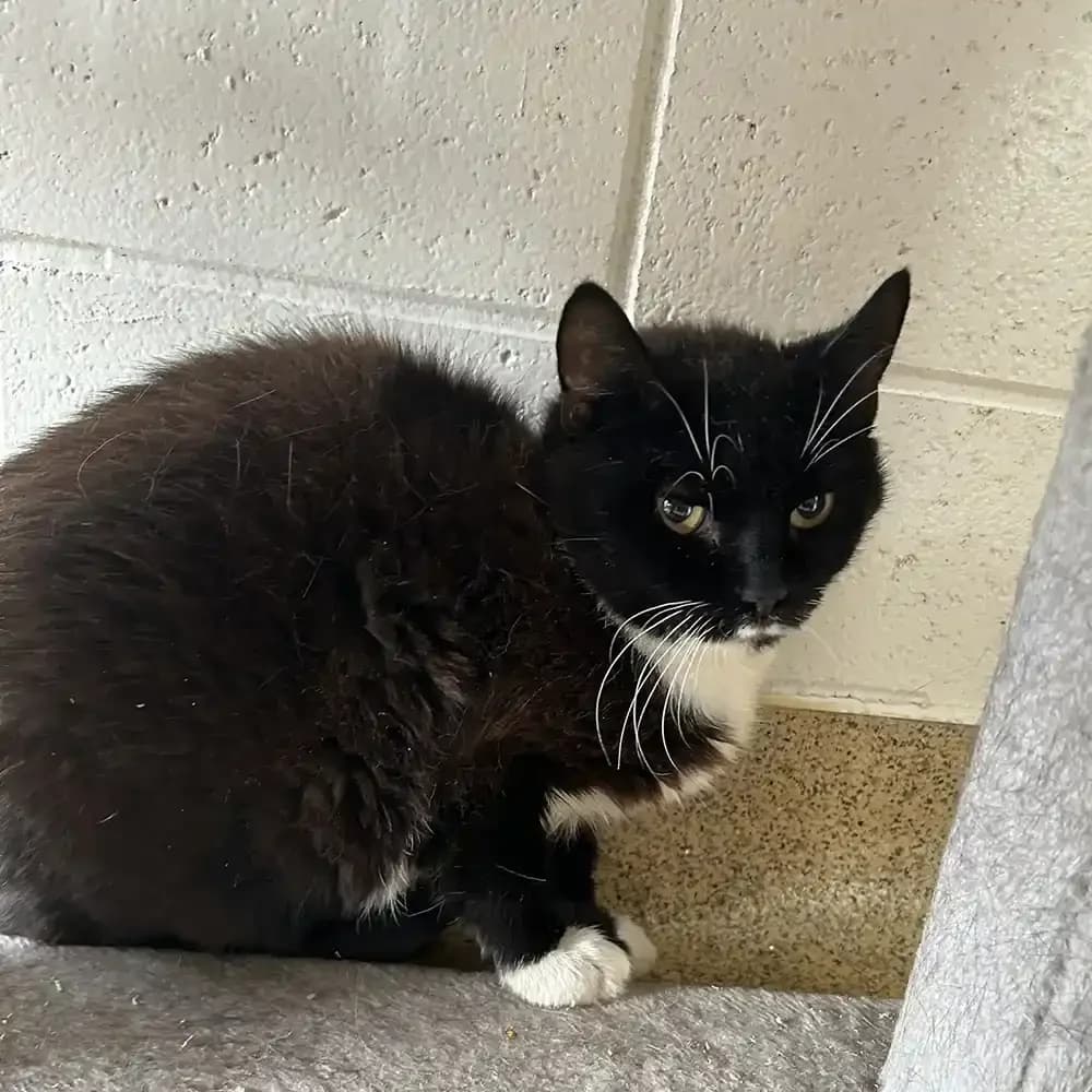 Nova, female 6yo Mixed Breed for adoption at Eden Animal Rescue, Temple Sowerby
