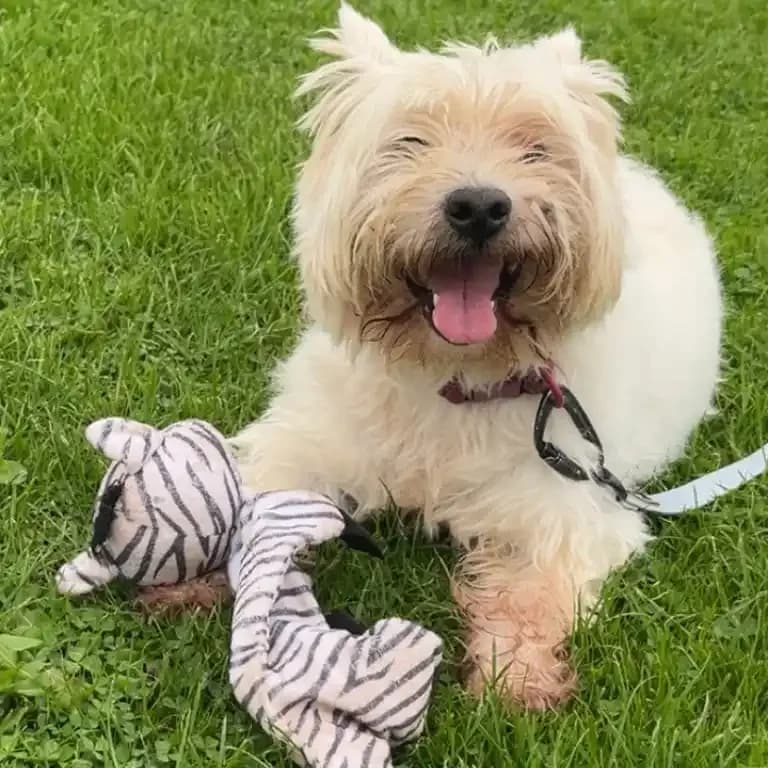 Jigs,  senior West Highland White Terrier for adoption at Eden Animal Rescue, Temple Sowerby