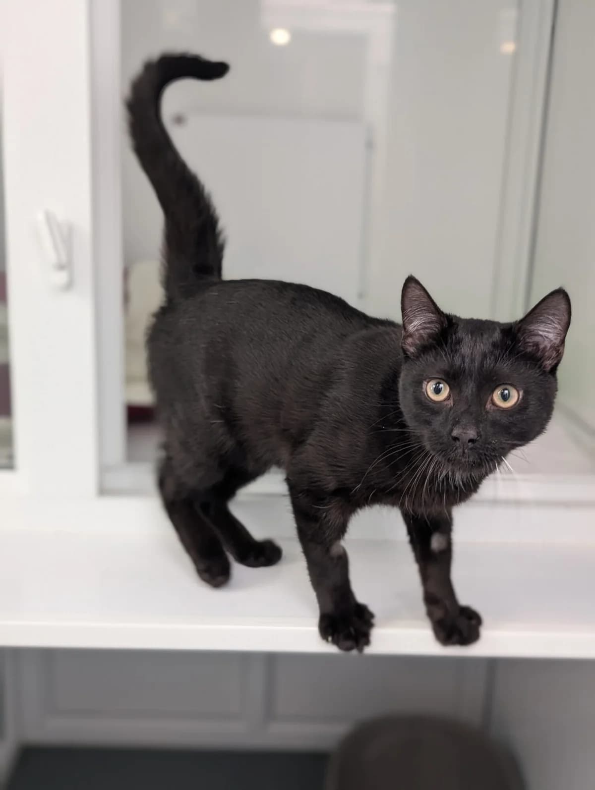 Leo, male puppy Mixed Breed Cat for adoption at Edinburgh Dog and Cat Home, Edinburgh