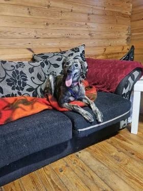 Erin Hounds, female Mixed Breed for adoption at Erinhounds, UK