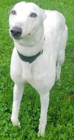 Erin Hounds, female 4yo Mixed Breed for adoption at Erinhounds, UK