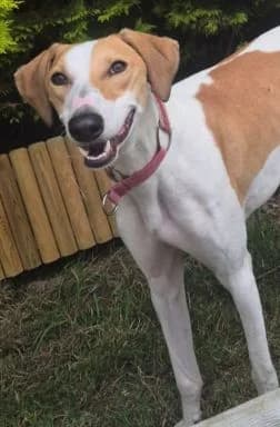 Erin Hounds, female young Mixed Breed for adoption at Erinhounds, UK