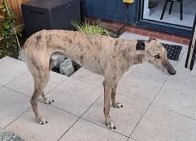 Erin Hounds, female senior Mixed Breed for adoption at Erinhounds, UK