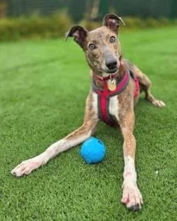 Erin Hounds, female Mixed Breed for adoption at Erinhounds, UK