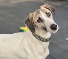 Erin Hounds, female young Mixed Breed for adoption at Erinhounds, UK