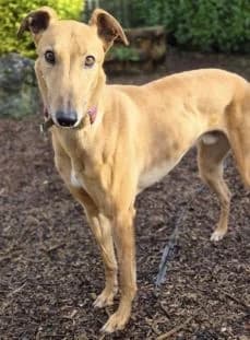 Erin Hounds, female 4yo Mixed Breed for adoption at Erinhounds, UK