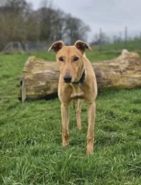 Erin Hounds, female young Mixed Breed for adoption at Erinhounds, UK