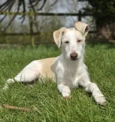 Erin Hounds, female young Mixed Breed for adoption at Erinhounds, UK