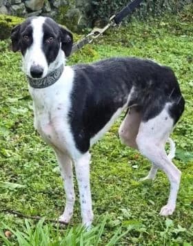 Erin Hounds, female young Mixed Breed for adoption at Erinhounds, UK