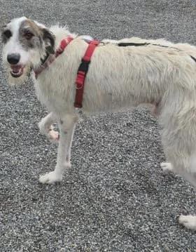 Erin Hounds, female 3yo Mixed Breed for adoption at Erinhounds, UK