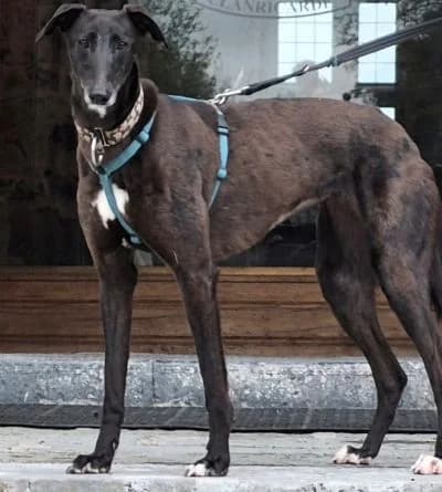 Erin Hounds, female young Mixed Breed for adoption at Erinhounds, UK
