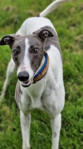 Erin Hounds, female young Mixed Breed for adoption at Erinhounds, UK