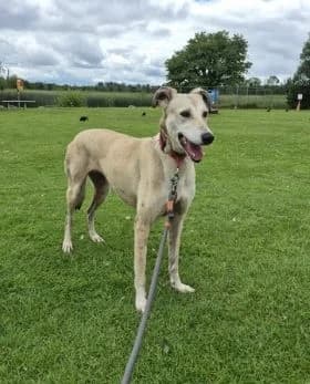 Erin Hounds, female Mixed Breed for adoption at Erinhounds, UK