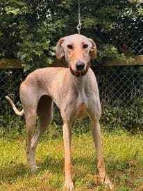 Erin Hounds, female 3yo Mixed Breed for adoption at Erinhounds, UK